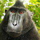 Illustration for article titled Selfie-Loving Monkey Has Second Chance to Sue for Copyright Infringement